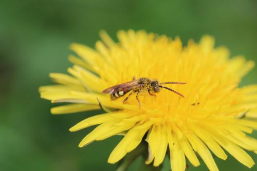 Réf. 316 163 : Nomada sp.